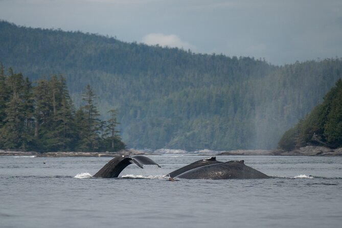 Sea Otter and Whale Watching Tour on Northern Vancouver Island - Weather matters: what to expect on an outdoor wildlife day
