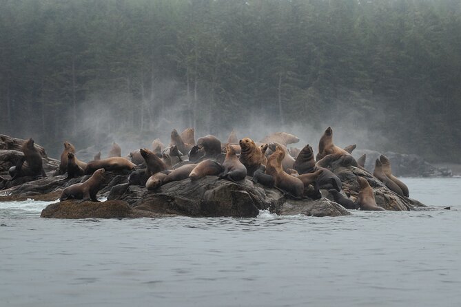 Sea Otter and Whale Watching Tour on Northern Vancouver Island - The boat and comfort setup: what the flotation suits really change