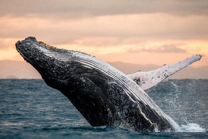Sea Safari, Dolphins, Turtles and Waikiki Cruise - The 50-Foot Catamaran: Stable Ride, Easy On/Off, and Realistic “Glass” Viewing
