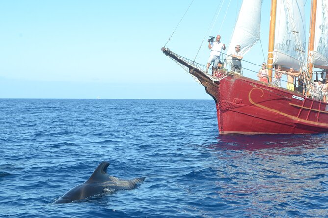 Sealife Dolphin & Whale Watching aboard Portuguese schooner - A Portuguese Schooner Makes the Sea Feel Old-School
