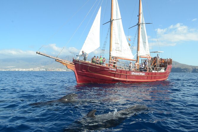 Sealife Dolphin & Whale Watching aboard Portuguese schooner - Searching for Pilot Whales and Dolphins (and Getting Real Viewing)