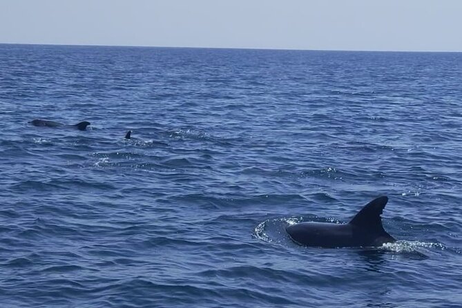 Sesimbra: Arrábida Dolphin and Whale Watching tour with biologist - Sesimbra’s Marina Meeting Point: what “easy” really means