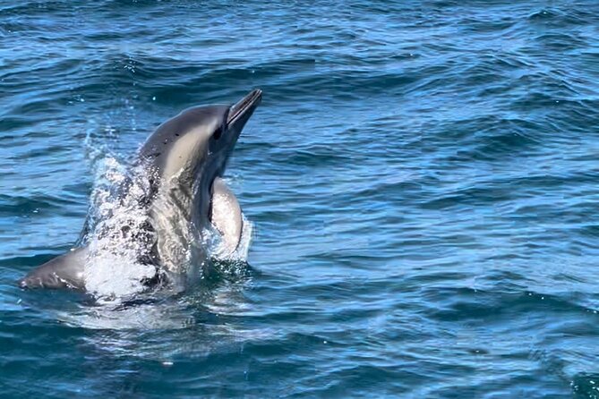 Sesimbra: Arrábida Dolphin and Whale Watching tour with biologist - Small RIB reality check: waves, sun, and who should reconsider