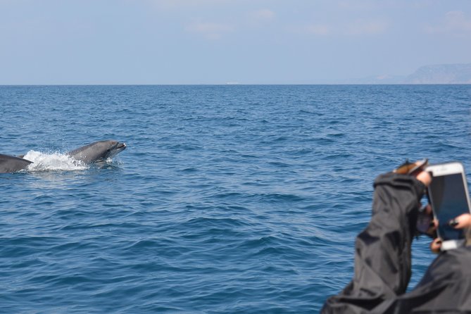 Sesimbra: Arrábida Dolphin and Whale Watching tour with biologist - Value for money in Sesimbra: why this price can make sense