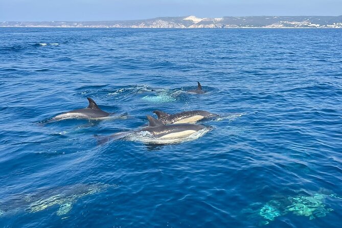 Sesimbra: Arrábida Dolphin and Whale Watching tour with biologist - Who should book this tour (and who might skip it)