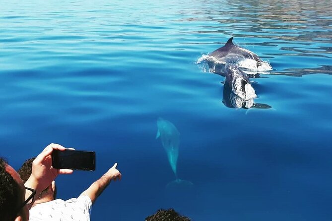 Sesimbra: Arrábida Dolphin and Whale Watching tour with biologist - The wildlife stop: snorkel masks, a wine toast, and a secluded bay
