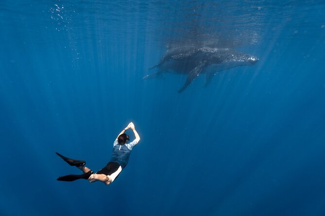 Shared Whale Expedition - Key Things That Make This Whale Expedition Feel Special
