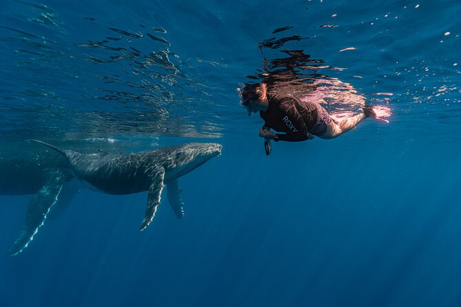 Shared Whale Expedition - Where the “Other Animals” Factor Really Helps