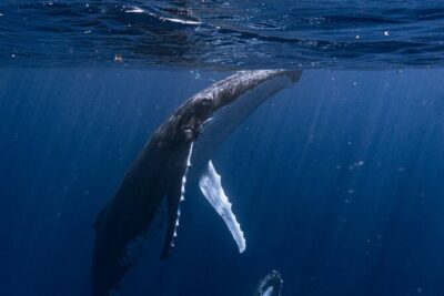 Shared Whale Expedition - Your Boat and Crew on Inutai: Small Group, Big Attention