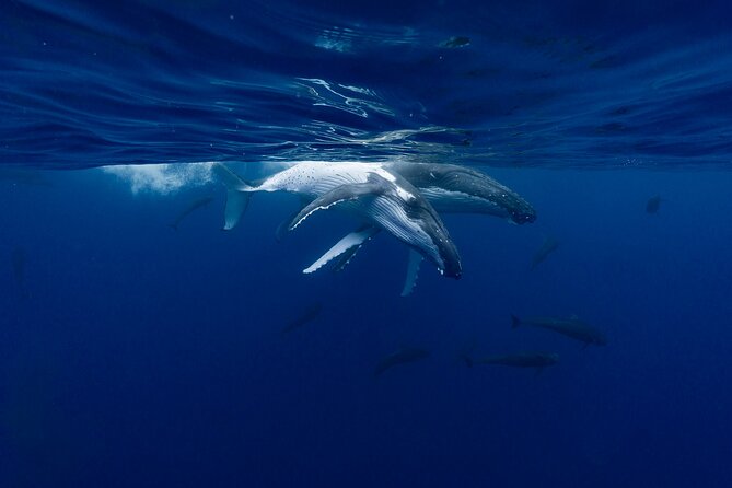 Shared Whale Expedition - The Respect-First Approach (And Why It Matters for You)