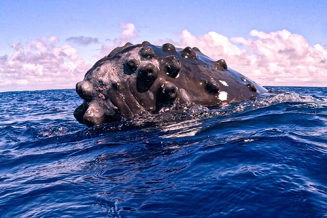 Shared Whale Expedition - Coffee, Snacks, and the Small Comforts That Add Up