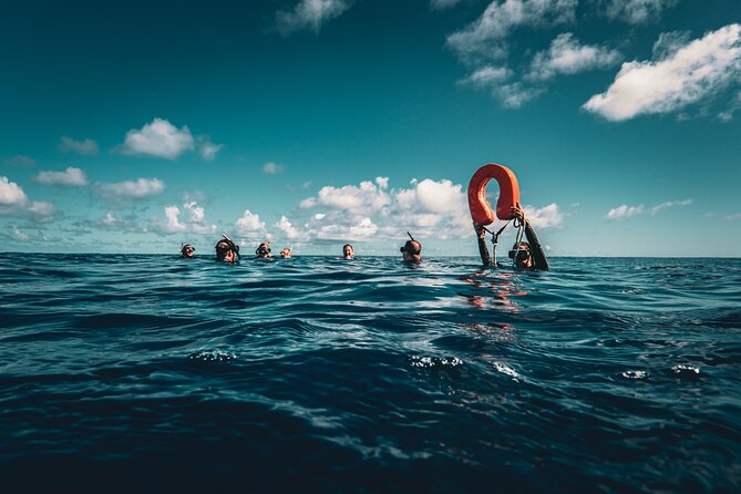 Shared Whale Expedition - Price and Value: What $242.93 Buys You