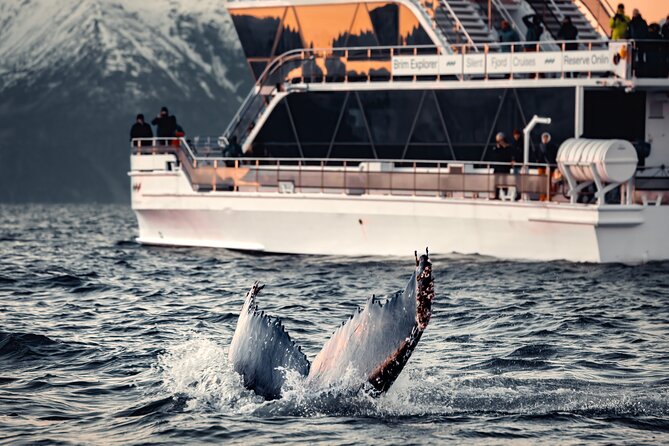 Silent Whale Watching by Hybrid-Electric Boat from Tromsø - Key things to know before you go