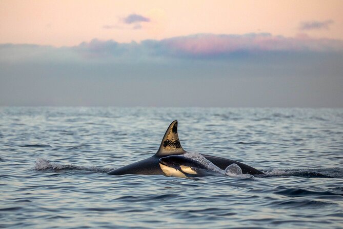 Silent Whale Watching by Hybrid-Electric Boat from Tromsø - Silent whale watching: what the hybrid-electric boat changes