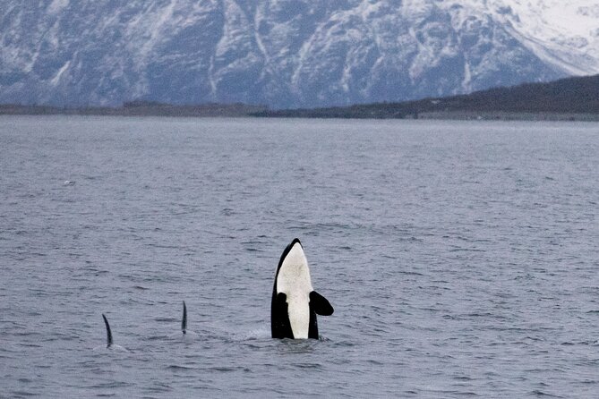 Silent Whale Watching by Hybrid-Electric Boat from Tromsø - Lyngstuva lighthouse to Skjervøy: the big scenic stretch