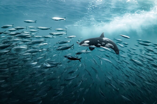Silent Whale Watching by Hybrid-Electric Boat from Tromsø - Onboard comfort: warm cabin, restrooms, and what food costs
