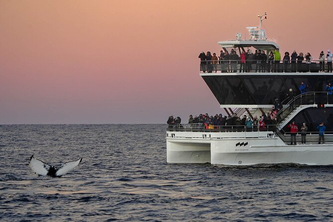 Silent Whale Watching by Hybrid-Electric Boat from Tromsø - Wi-Fi reality on the water (and why that matters)