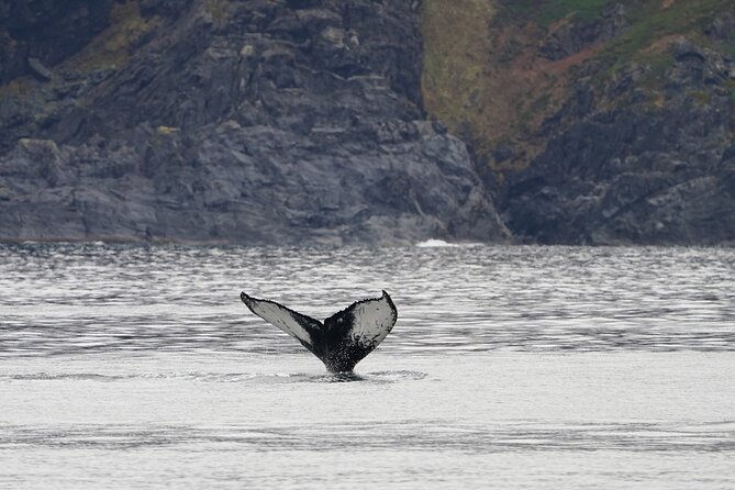 Silent Whale Watching by Hybrid-Electric Boat from Tromsø - Sea conditions, photo expectations, and why timing matters in winter