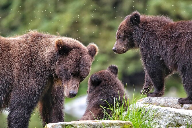 Sitka Premier Whale Watching and Wildlife Tour - Key Things That Make This Sitka Wildlife Tour Worth Your Time