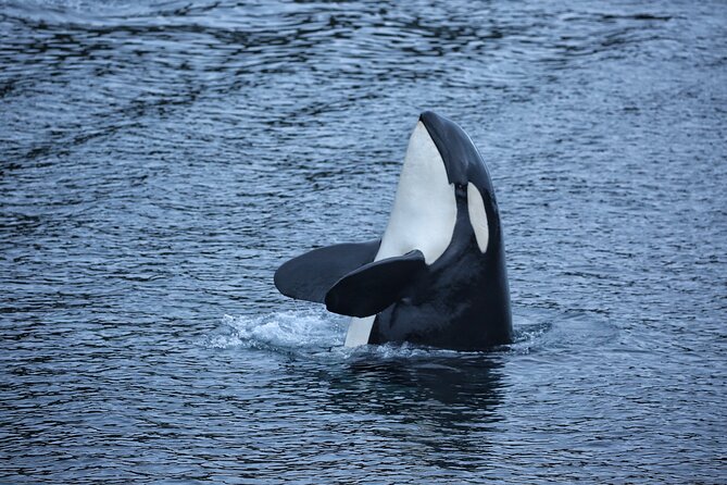Sitka Premier Whale Watching and Wildlife Tour - Meeting at 330 Harbor Drive: Simple Start, No Land Pickup