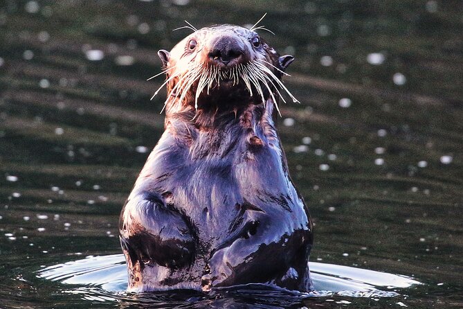 Sitka Premier Whale Watching and Wildlife Tour - Your Sitka Sound Route: What You’re Likely to See