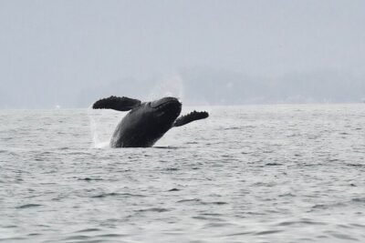 Sitka Premier Whale Watching and Wildlife Tour - What’s Included On Board: Snacks, Water, Deck Space, Bathroom