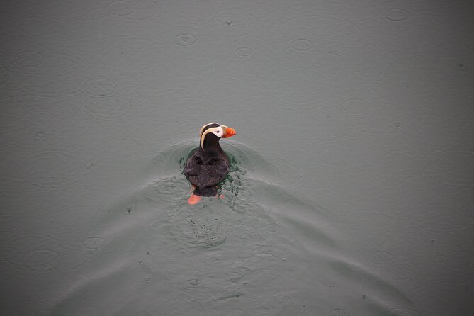 Sitka Premier Whale Watching and Wildlife Tour - The Small-Boat Advantage: Why Up to 13 Feels Better