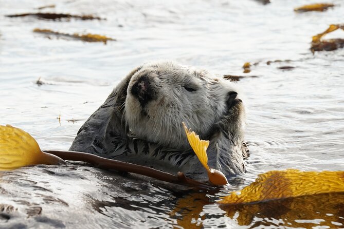 Sitka Premier Whale Watching and Wildlife Tour - Price and Value: What $190 Buys You in Sitka