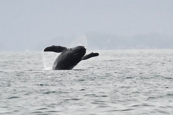 Sitka Premier Whale Watching and Wildlife Tour - What’s Included On Board: Snacks, Water, Deck Space, Bathroom