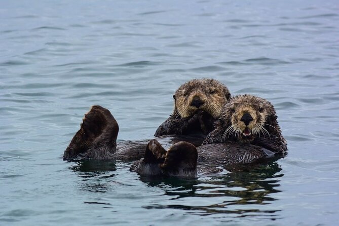 Sitka Whale Watch and Sea Otter Quest - Key Things to Know Before You Go