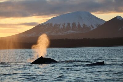 Sitka Whale Watch and Sea Otter Quest - The Land Stops: Dormant Volcano Views and the Sitka Visitor Center