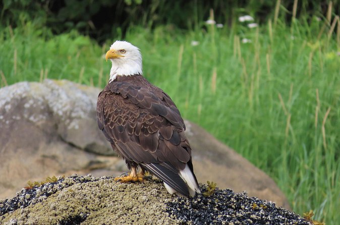 Sitka Whale Watch and Sea Otter Quest - Boat Comfort and Photo Wins with a Crew That Keeps You Moving