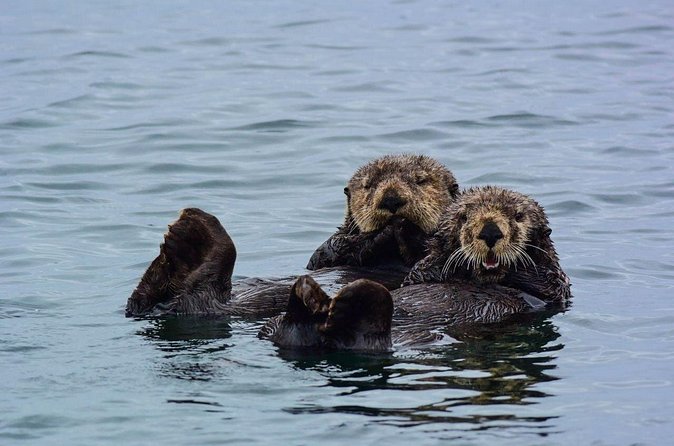 Sitka Whale Watch and Sea Otter Quest - Timing, Weather, and What to Wear in Sitka