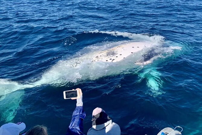 Small Boat Whale Watching Tour in Gold Coast - Key things that make this tour worth your time