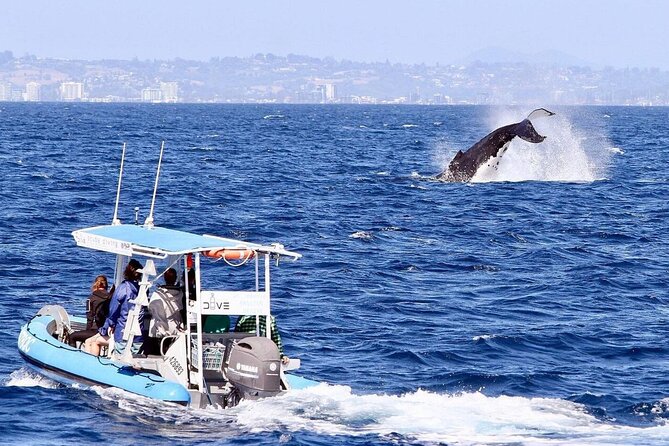 Small Boat Whale Watching Tour in Gold Coast - Why a small Southport boat changes the whale-watching game