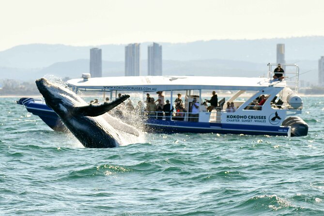 Small Boat Whale Watching Tour in Gold Coast - Photography and the low-rail trick for getting real whale shots