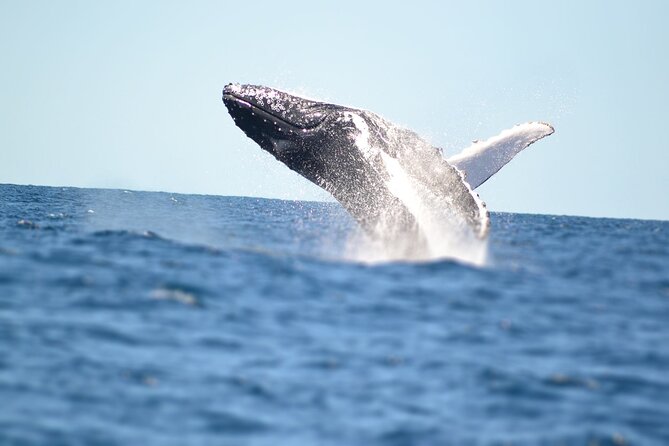 Small Boat Whale Watching Tour in Gold Coast - Whale spotting reality: close encounters, pods, and the weather factor