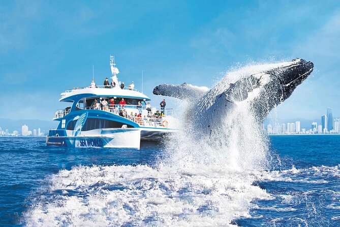 Small Boat Whale Watching Tour in Gold Coast - Who should book this small-boat whale tour in Gold Coast?