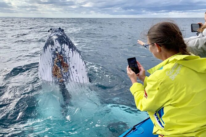 Small Boat Whale Watching Tour in Gold Coast - Price and value: what $73.90 gets you (and why it can be worth it)