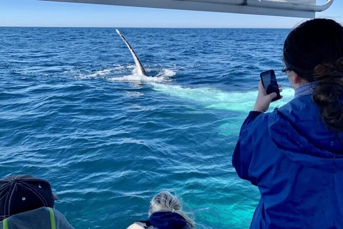 Small Boat Whale Watching Tour in Gold Coast - The 3-hour outing: what happens after you meet at 95 Marine Parade