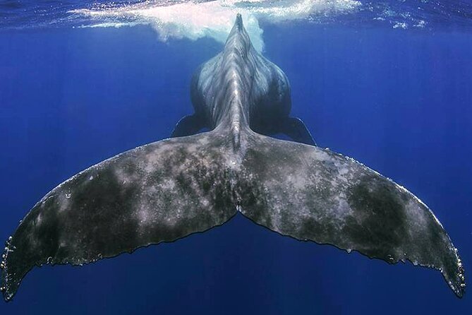 Small Group Boat Whale and Dolphin Watching Tour - Valle Gran Rey and Pura Vida: why this outing feels different