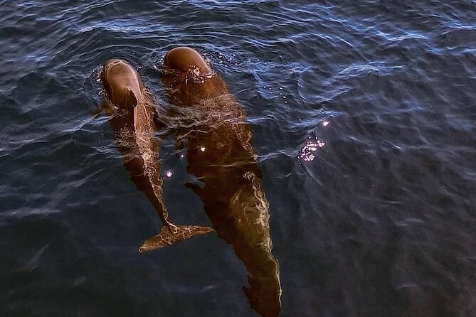 Small Group Boat Whale and Dolphin Watching Tour - Getting started: meet in the port 15 minutes early