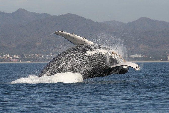 Small-Group Half-Day Whale-Watching Tour in Puerto Vallarta - Key Things You’ll Notice On This Tour