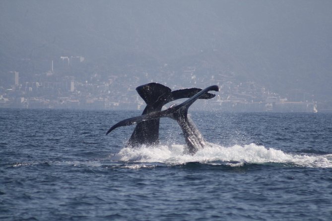 Small-Group Half-Day Whale-Watching Tour in Puerto Vallarta - From Marina Vallarta to Banderas Bay: Why This Whale Trip Works