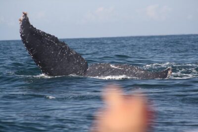 Small-Group Half-Day Whale-Watching Tour in Puerto Vallarta - A Real Small-Group Boat (And What That Means for You)