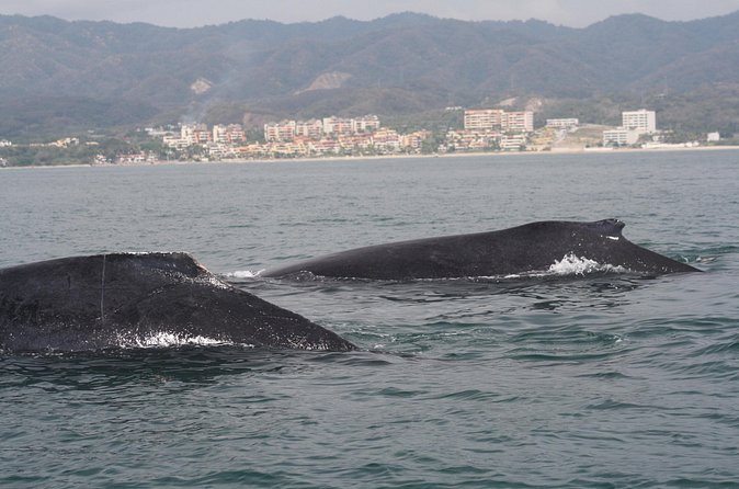 Small-Group Half-Day Whale-Watching Tour in Puerto Vallarta - Marine Biologist Guidance: What You Learn as You Watch