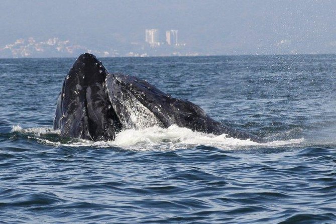 Small-Group Half-Day Whale-Watching Tour in Puerto Vallarta - Lunch on the Water: Included, Filling, and Not an Afterthought