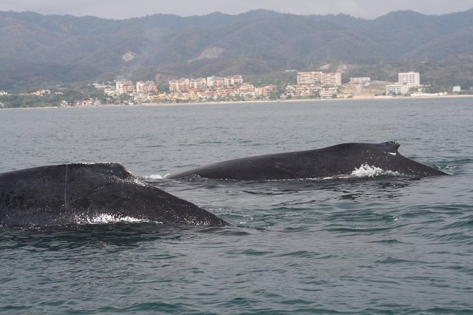 Small-Group Half-Day Whale-Watching Tour in Puerto Vallarta - Cost and What You Should Budget Upfront