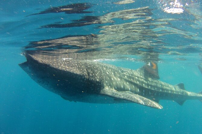 Small-Group Whale Shark and Snorkeling Tour from Cancun - How the Morning Pickup Sets the Tone for Whale Sharks