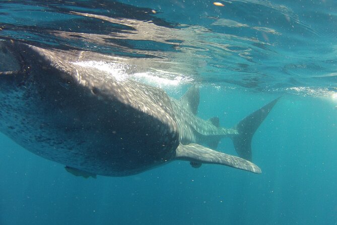 Small-Group Whale Shark and Snorkeling Tour from Cancun - Provided Snacks and Drinks: How the Food Makes the Long Day Easier